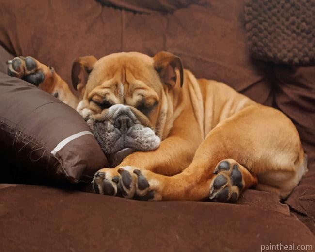 Lazy Bulldog Painting By Numbers Kits