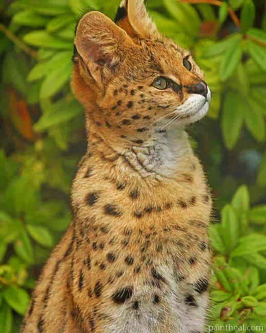 Serval Wild Cat Painting By Numbers Kits