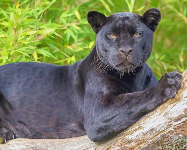 Black Panther Jaguar Painting By Numbers Kits