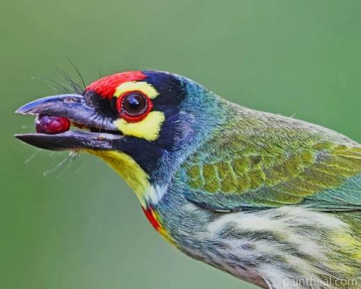 Colorful Bird Holding Berry In Beak Painting By Numbers Kits