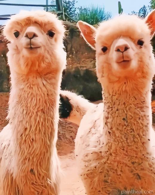 Brown Alpacas Painting By Numbers Kits