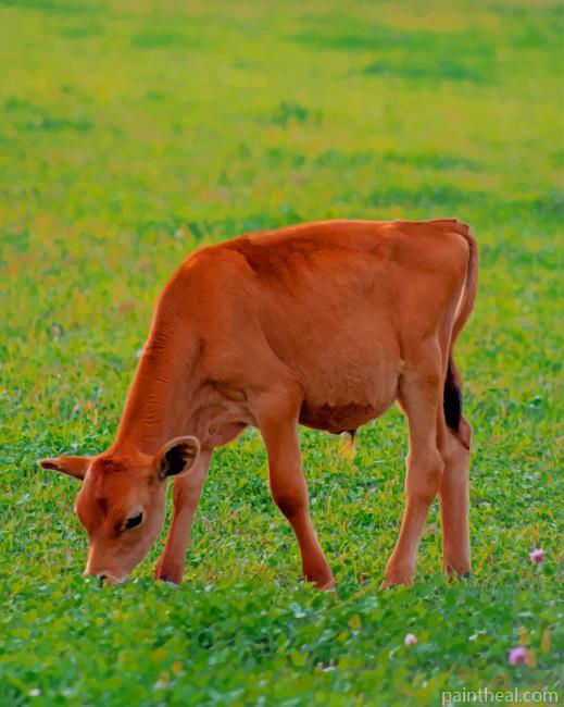 Red Calf Grazes Painting By Numbers Kits