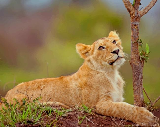 Lion Cub In Wild Painting By Numbers Kits