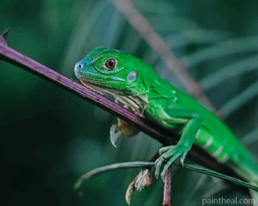 Green Anole Lizard Painting By Numbers Kits
