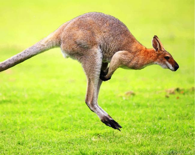 Kangaroo In Green Grass Painting By Numbers Kits