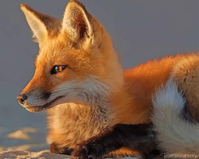 Cute Fox Painting By Numbers Kits