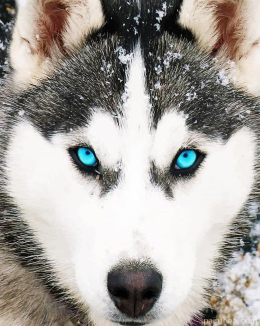Husky Dog Blue Eyes Painting By Numbers Kits