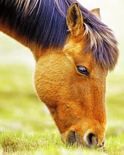 Horse Grazing Grass Painting By Numbers Kits