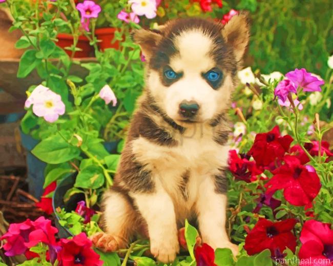 Baby Husky In Garden Painting By Numbers Kits