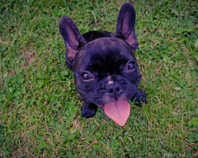 French Bulldog On Grass Painting By Numbers Kits
