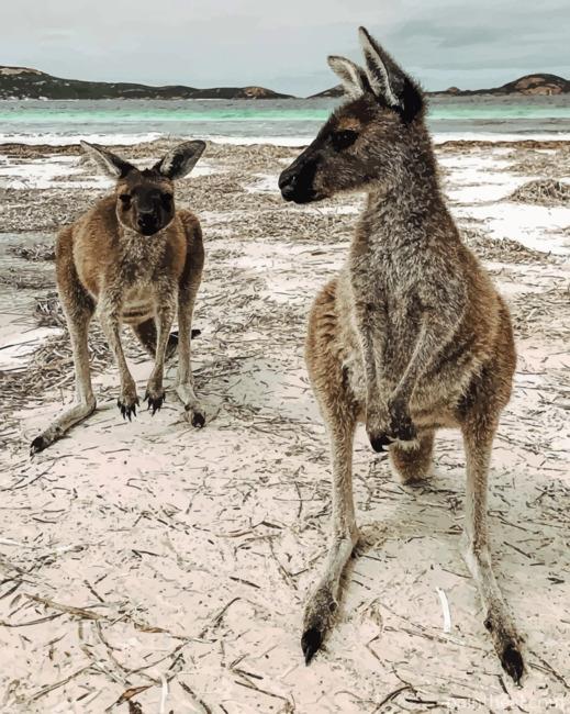 Eastern Grey Kangaroos Painting By Numbers Kits