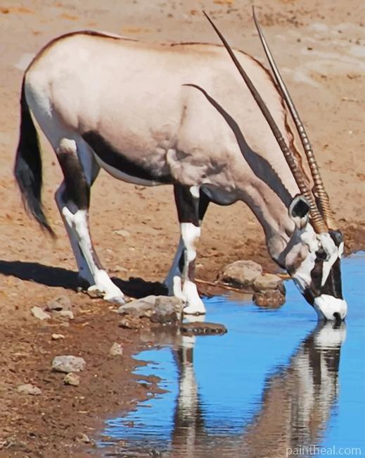 Gemsbok Drinking Water Painting By Numbers Kits