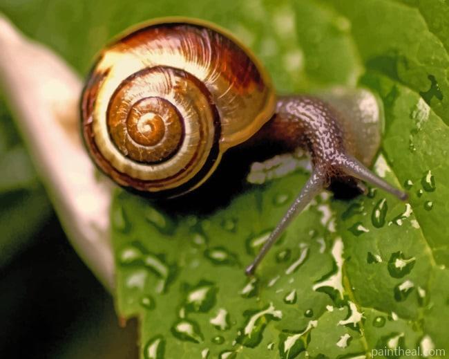 Snail On Wet Leaf Painting By Numbers Kits