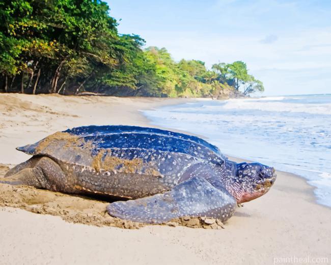 Leatherback Turtle Painting By Numbers Kits