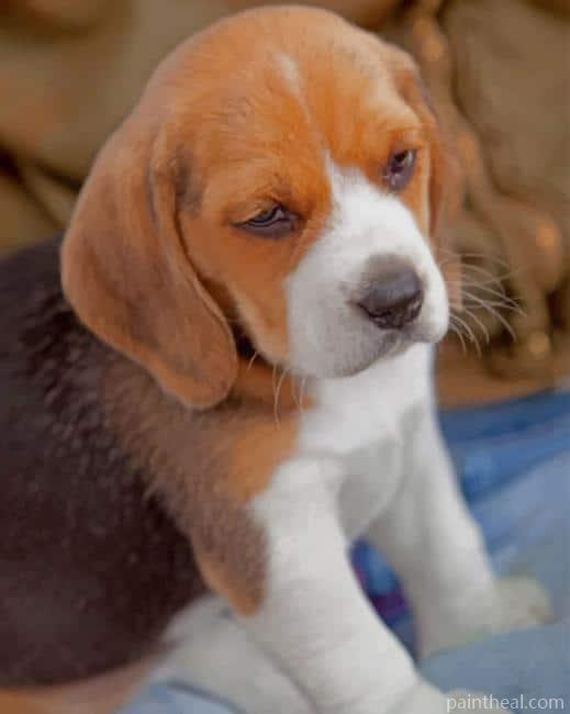 Beagle Puppy Painting By Numbers Kits