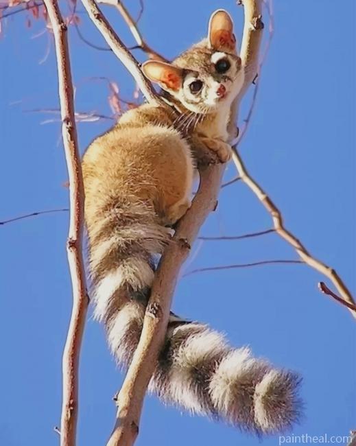 Ring Tailed Cat Painting By Numbers Kits
