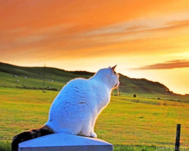 White Cat In Nature Painting By Numbers Kits