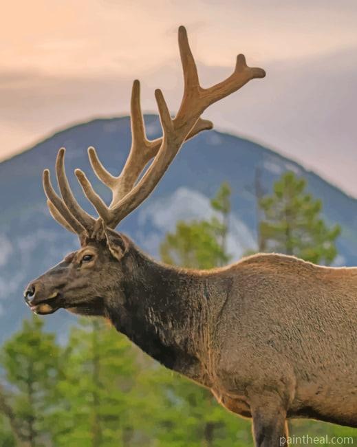 Bull Elk Painting By Numbers Kits