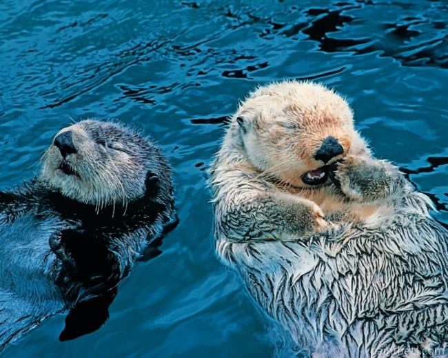 Swimming Otters Painting By Numbers Kits