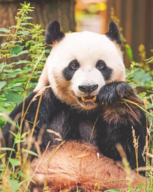 Panda Bear In Zoo Painting By Numbers Kits