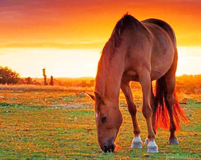 Horse In Farm Painting By Numbers Kits
