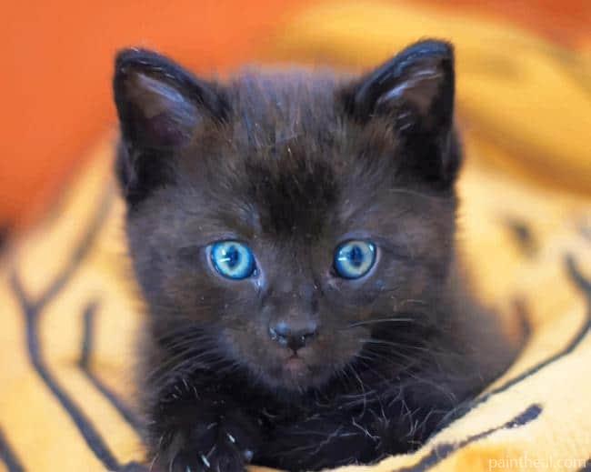 Baby Black Cat Painting By Numbers Kits