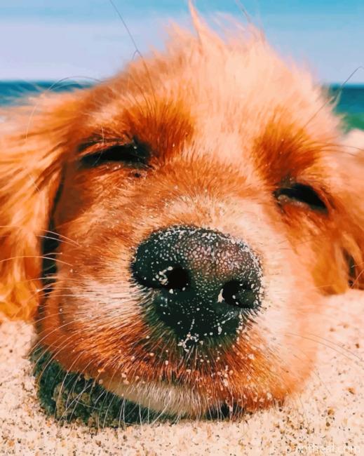 Puppy In The Beach Painting By Numbers Kits