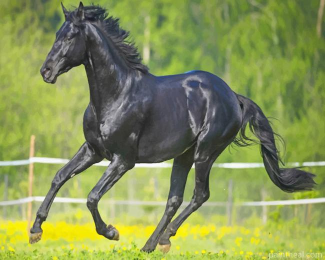 Running Black Horse Painting By Numbers Kits