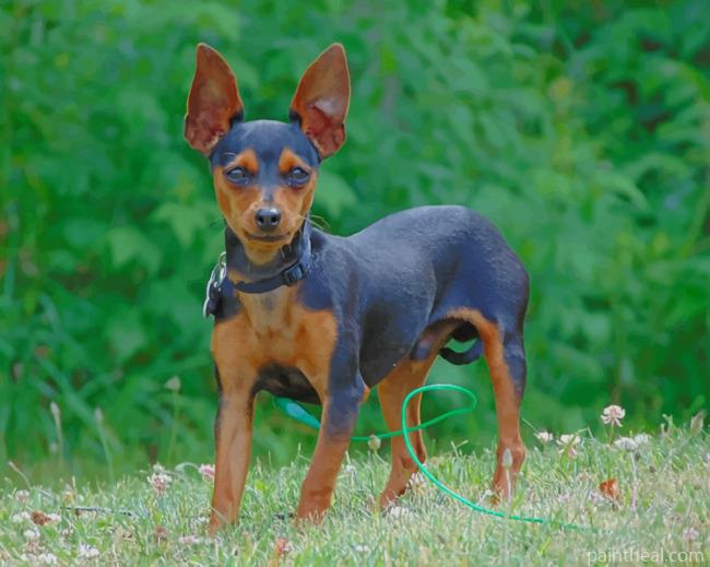 Miniature Pinscher Dog Painting By Numbers Kits