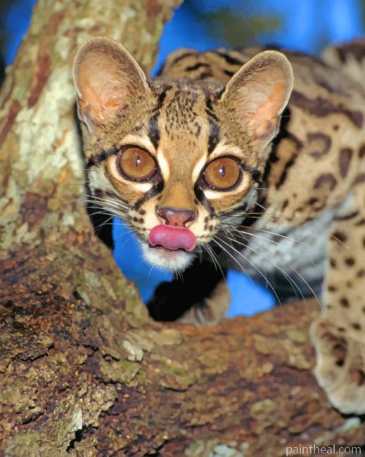 Margay Tiger Cat Painting By Numbers Kits