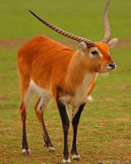Lechwe Deer Painting By Numbers Kits