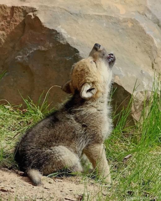 Baby Wolf Howling Painting By Numbers Kits