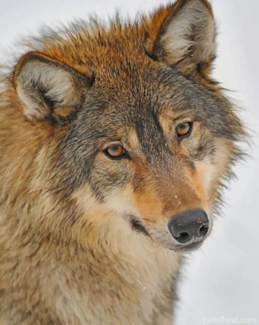 Brown Wolf Painting By Numbers Kits