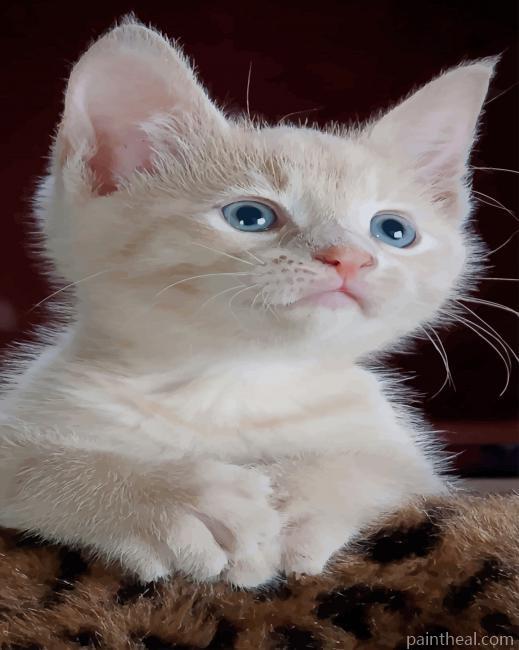 White Baby Kitten Painting By Numbers Kits