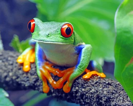 Green Tree Frog Painting By Numbers Kits