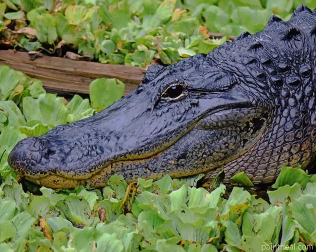 Black Alligator In Swamp Painting By Numbers Kits