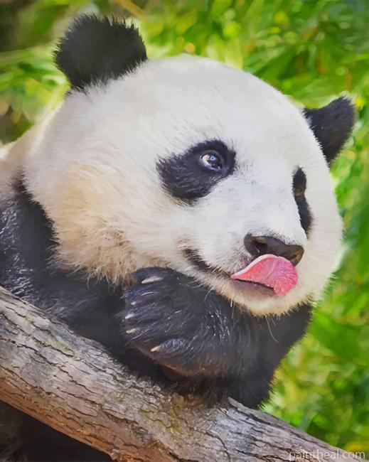 Cute Animal Panda Painting By Numbers Kits