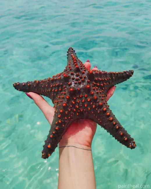 Black Star Fish Painting By Numbers Kits