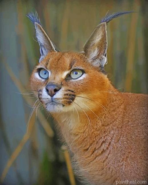 Caracal Wild Cat Painting By Numbers Kits