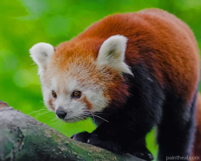 Red Panda In Tree Painting By Numbers Kits
