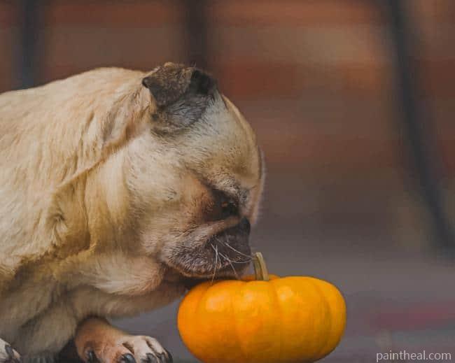 Dog Pug Smelling Pumpkin Painting By Numbers Kits
