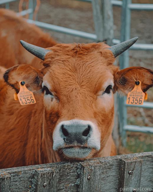 Calf In farm Siege Painting By Numbers Kits