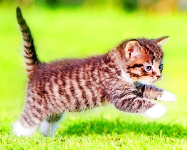 Kitten Playing In Grass Painting By Numbers Kits