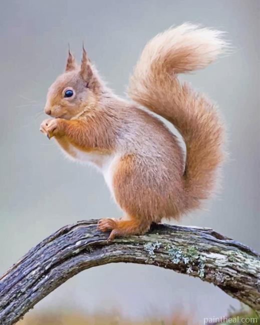 Squirrel Animal Painting By Numbers Kits