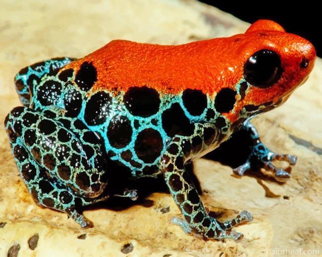 Reticulated Poison Frog Painting By Numbers Kits