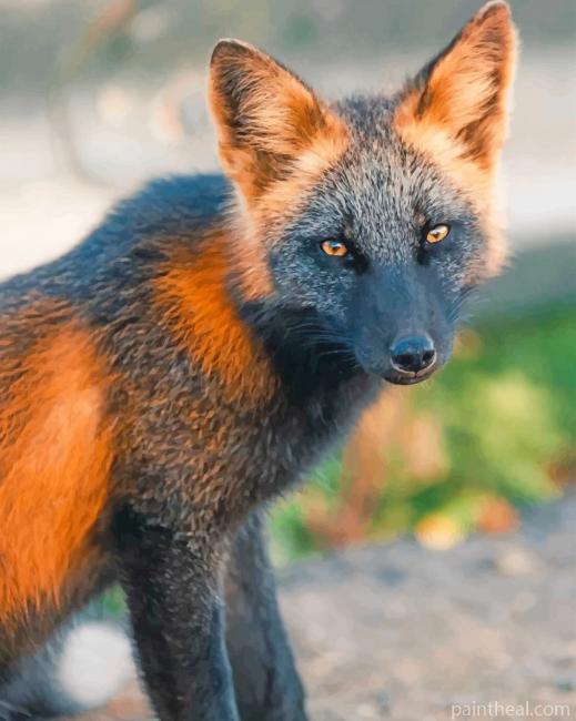 Black And Orange Fox Painting By Numbers Kits
