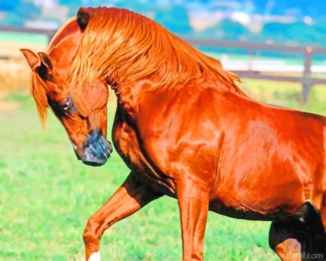 Brown Horse Mane Painting By Numbers Kits