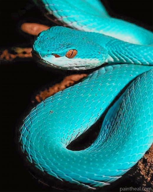 Blue Viper Reptile Painting By Numbers Kits