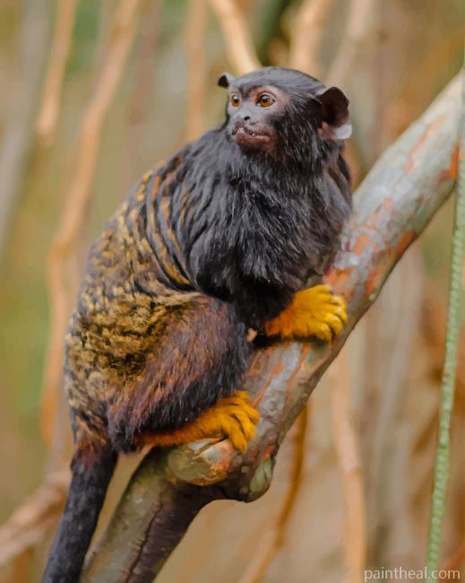 Tamarin Monkey Painting By Numbers Kits