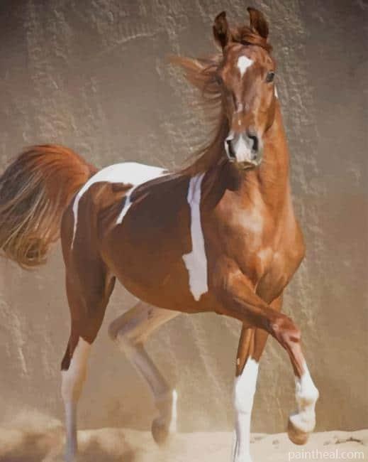 Sorrel Brown and White Horse Painting By Numbers Kits